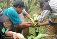 Kasie Pengawasan George Waruma, S.ST bersama staf Dinas Perkebunan melakukan pengawasan terhadap bibit pala Tomandin pasca sertifikasi di penangkaran sikapori. Hal ini dilakukan untuk menjamin mutu dan kelayakan bibit yang telah disertifikasi agar tetap sesuai standar dan kualitas yang ditetapkan(Dok. Disbun Fakfak)