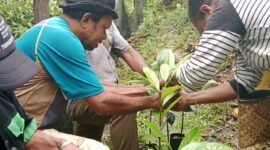 Kasie Pengawasan George Waruma, S.ST bersama staf Dinas Perkebunan melakukan pengawasan terhadap bibit pala Tomandin pasca sertifikasi di penangkaran sikapori. Hal ini dilakukan untuk menjamin mutu dan kelayakan bibit yang telah disertifikasi agar tetap sesuai standar dan kualitas yang ditetapkan(Dok. Disbun Fakfak)