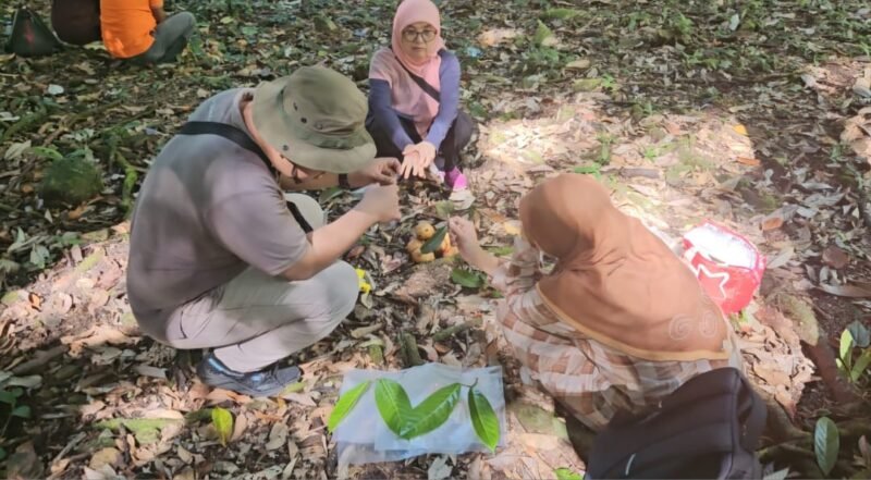 Prof. Dr. Otih Rostiana, M.Sc., bersama tim BRIN melakukan pengambilan sampel di 8 lokasi berbeda di Kabupaten Fakfak, dengan fokus utama pada buah tua, daun, serta calon bunga jantan dan betina tanaman pala Tomandin.