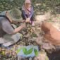 Prof. Dr. Otih Rostiana, M.Sc., bersama tim BRIN melakukan pengambilan sampel di 8 lokasi berbeda di Kabupaten Fakfak, dengan fokus utama pada buah tua, daun, serta calon bunga jantan dan betina tanaman pala Tomandin.