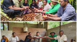 Plt. Kepala Dinas Perkebunan Fakfak Widhi Asmoro Jati bersama keluarga Hombore melaksanakan prosesi adat Meri totora sebelum dilakukan panen pala, sebagai ritual penghormatan kepada Pala Tomandin.