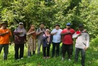 Dinas Perkebunan Fakfak menggandeng BRIN dalam rangka riset terhadap Pala Tomandin.