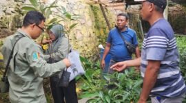 Balai Besar Perbenihan dan Proteksi Tanaman Perkebunan (BBPPTP) Ambon sertifikasi benih Pala Tomandin Fakfak.