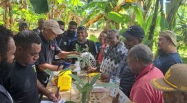 Foto. Pelatihan budidaya tanaman pala di Kabupaten Teluk Bintuni.