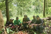 Foto. Plt. Kepala Dinas Perkebunan Fakfak Widhi Asmoro Jati, ST., MT., bersama Kelompok Keluarga Samai di Kampung Sekru Tuare saat panen pala bersama dilakukan di lahan seluas 4 hektare. 