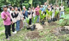 Kolaborasi KKN UNIMUDA Sorong dan Program GERTAK Fakfak Warnai Penanaman Kelapa Hibrida di Kampung Werba Utara
